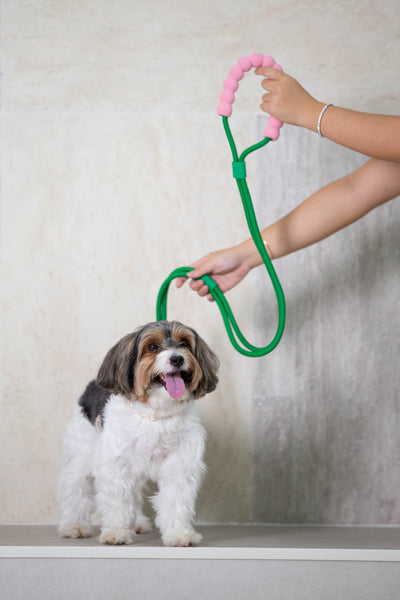 Bubble Leash Double - Hands Free Multiway Dog Leash (2 Sizes) Petal & Earth