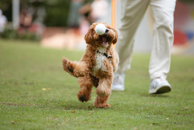 Play Things