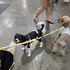 Multi-way Convertible Leash Extension