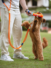Bite Stick Dog Toy