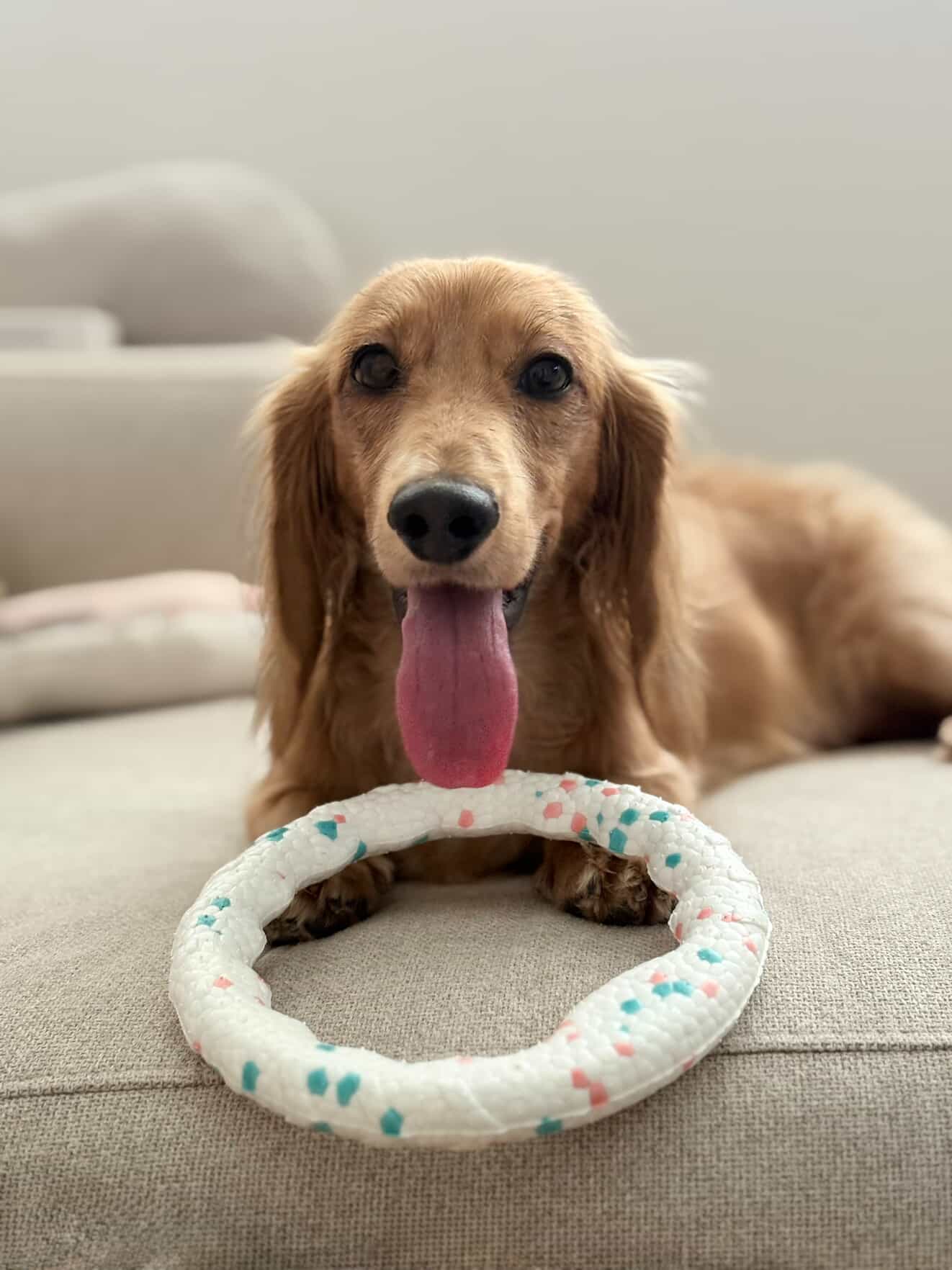 UltraFlex Ring Fetch Dog Toy