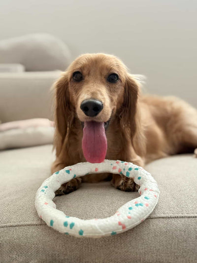 UltraFlex Ring Fetch Dog Toy
