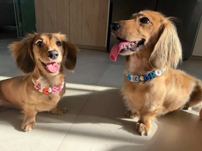 Customised Bead Pet Necklace