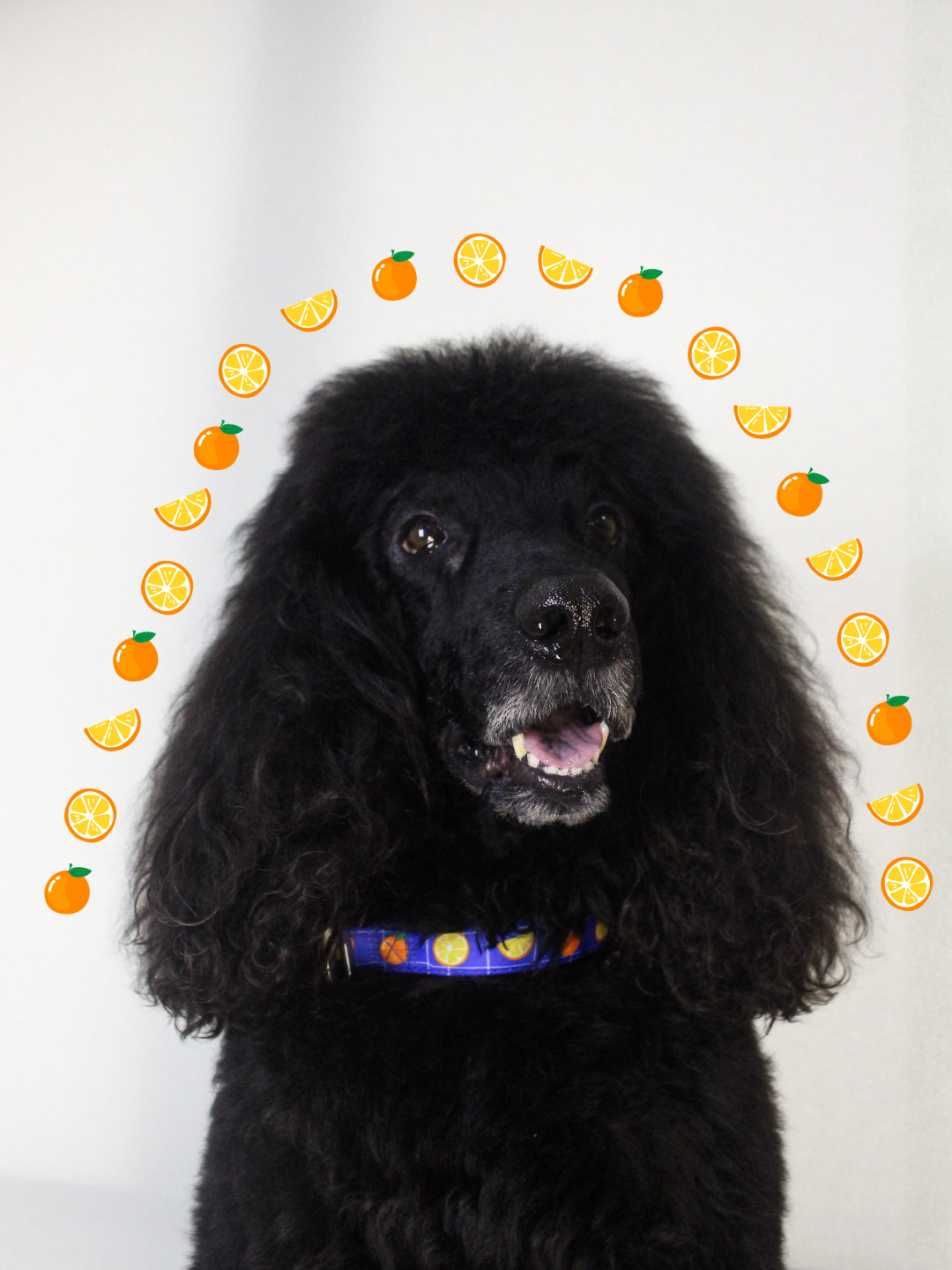 [CNY EXCLUSIVE] Multifunction Water Resistant Dog Collar