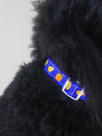 [CNY EXCLUSIVE] Multifunction Water Resistant Dog Collar