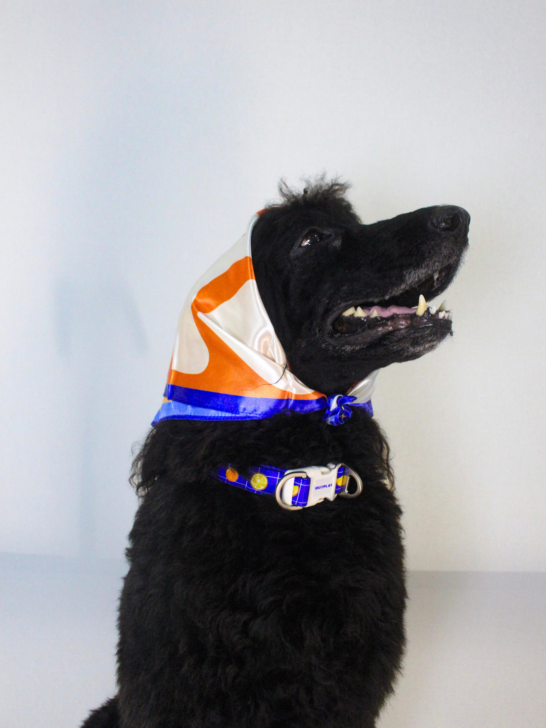 [CNY EXCLUSIVE] Multifunction Water Resistant Dog Collar