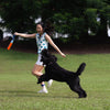 Bite Stick Dog Toy