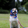 Satin Dog Bandana Scarf - OUTPLAY X OKENAK