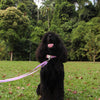 Hands-Free Pattern Leash