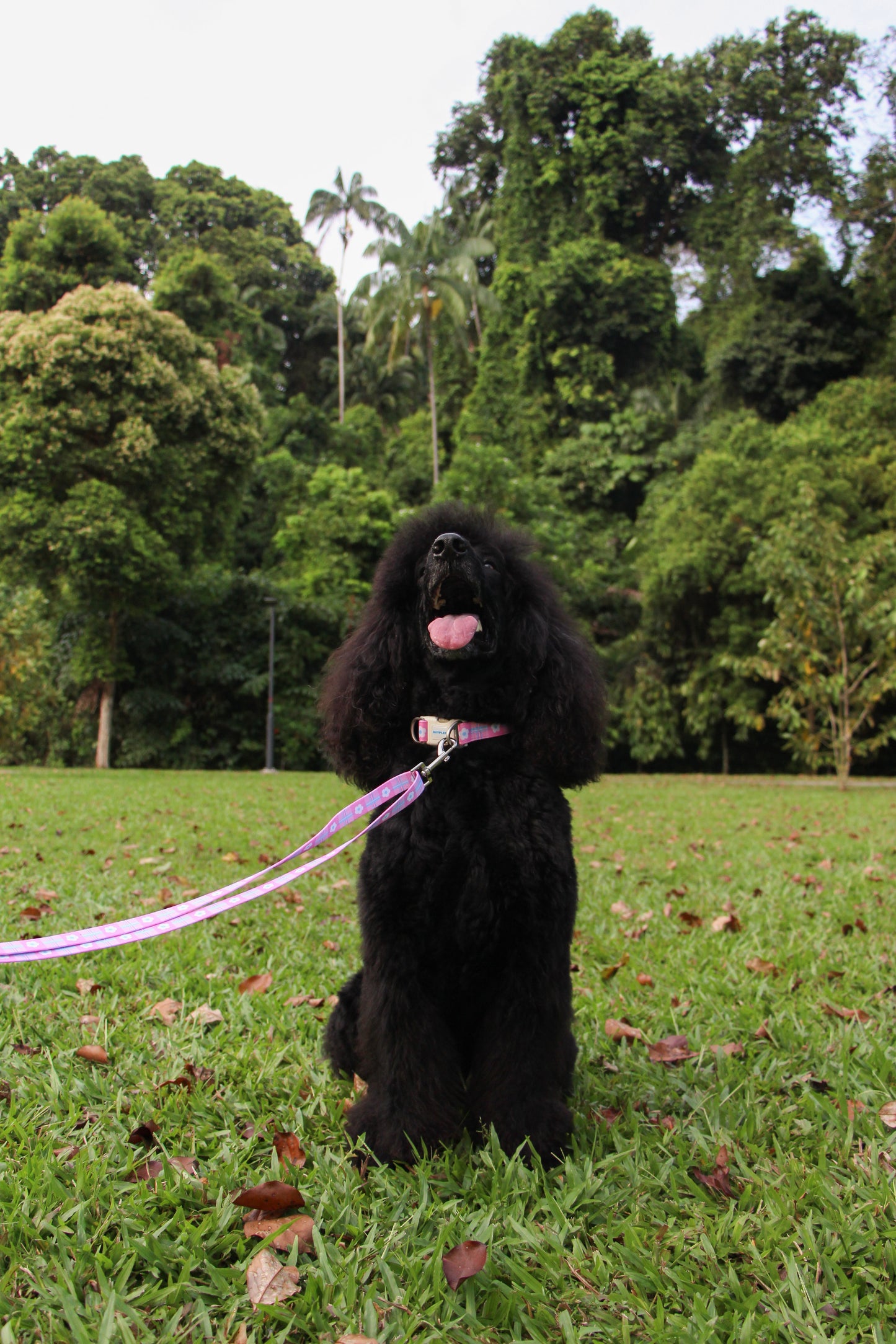 Hands-Free Pattern Leash