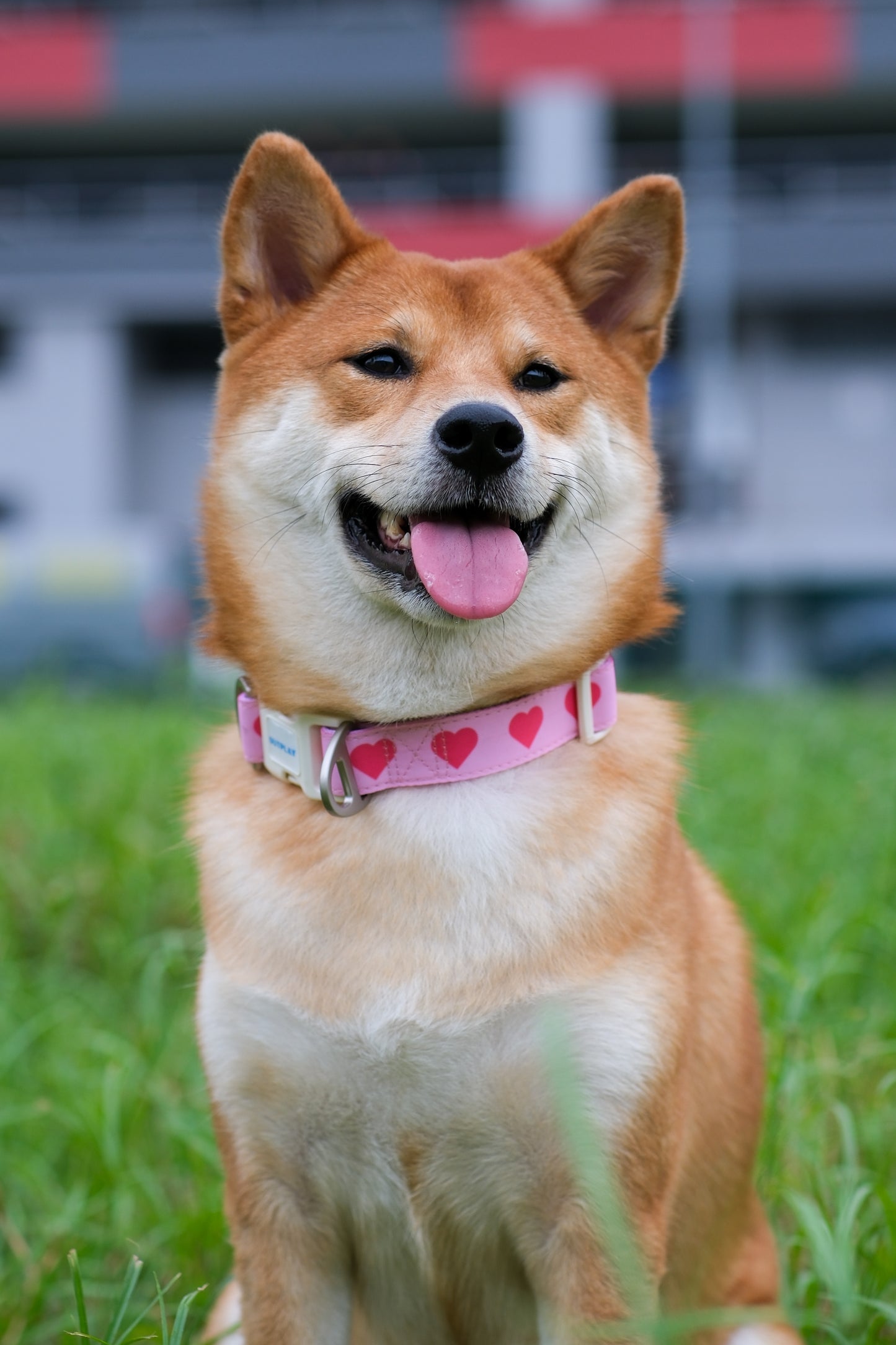 Multifunction Water Resistant Dog Collar