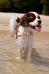 Multifunction Water Resistant Dog Collar