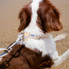 Multifunction Water Resistant Dog Collar