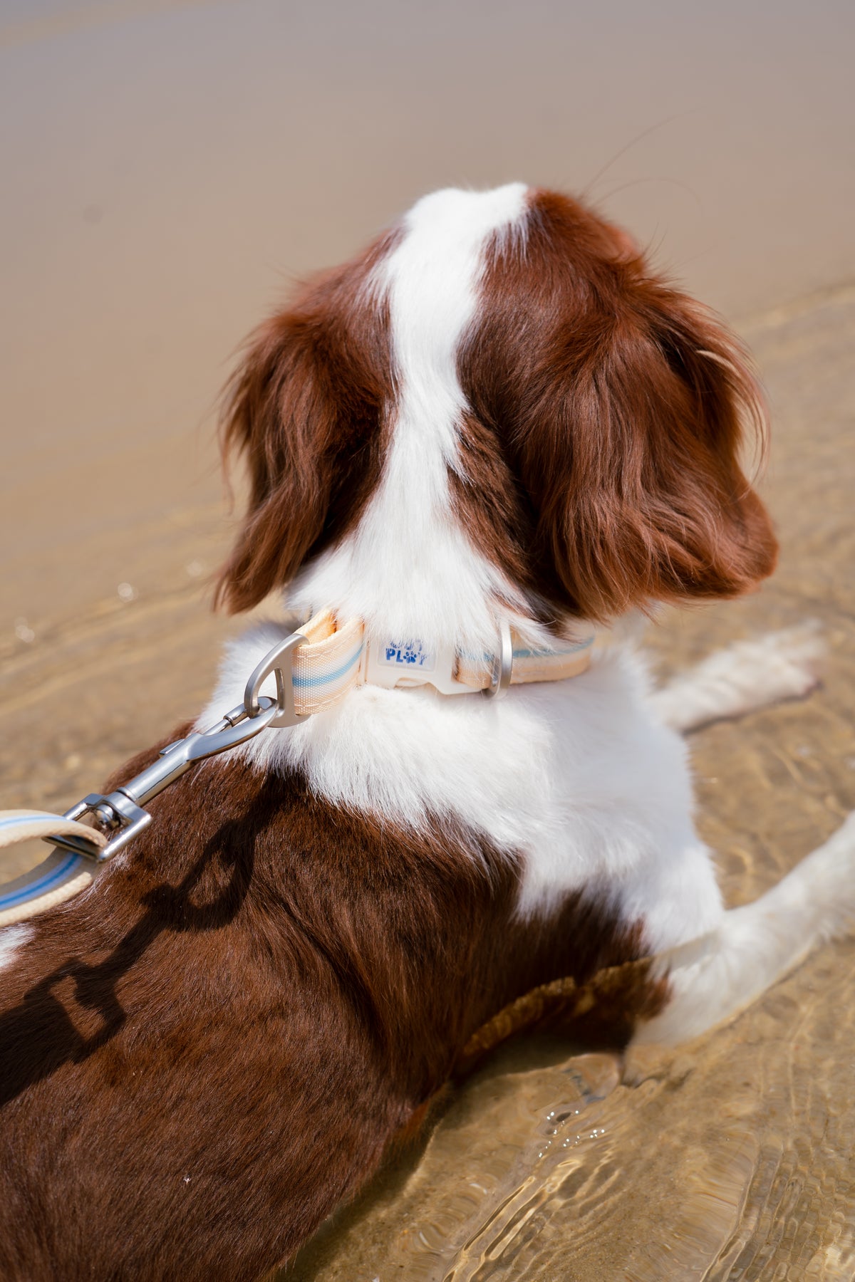 Multifunction Water Resistant Dog Collar