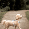 ALIGN Harness