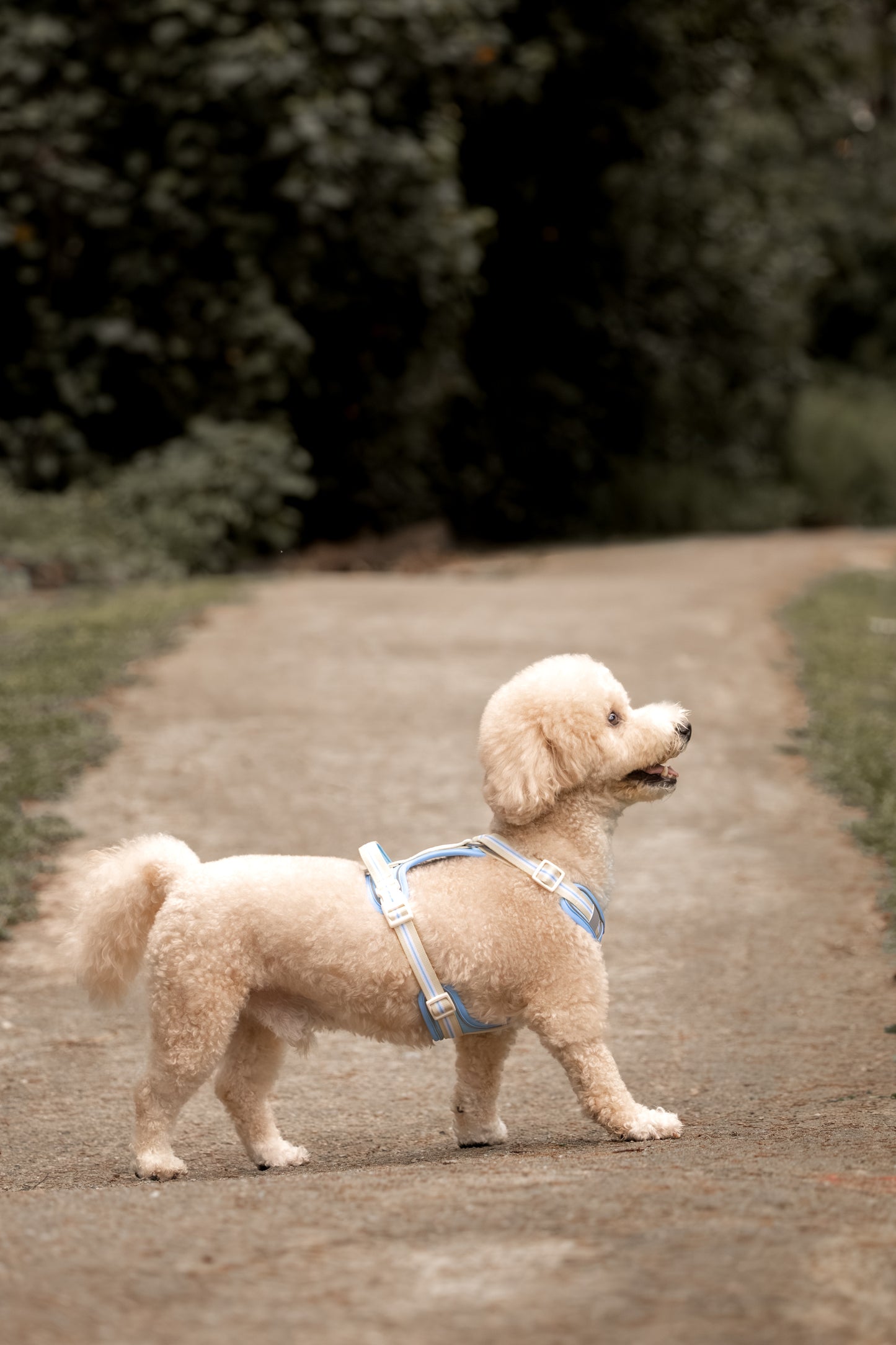 ALIGN Harness
