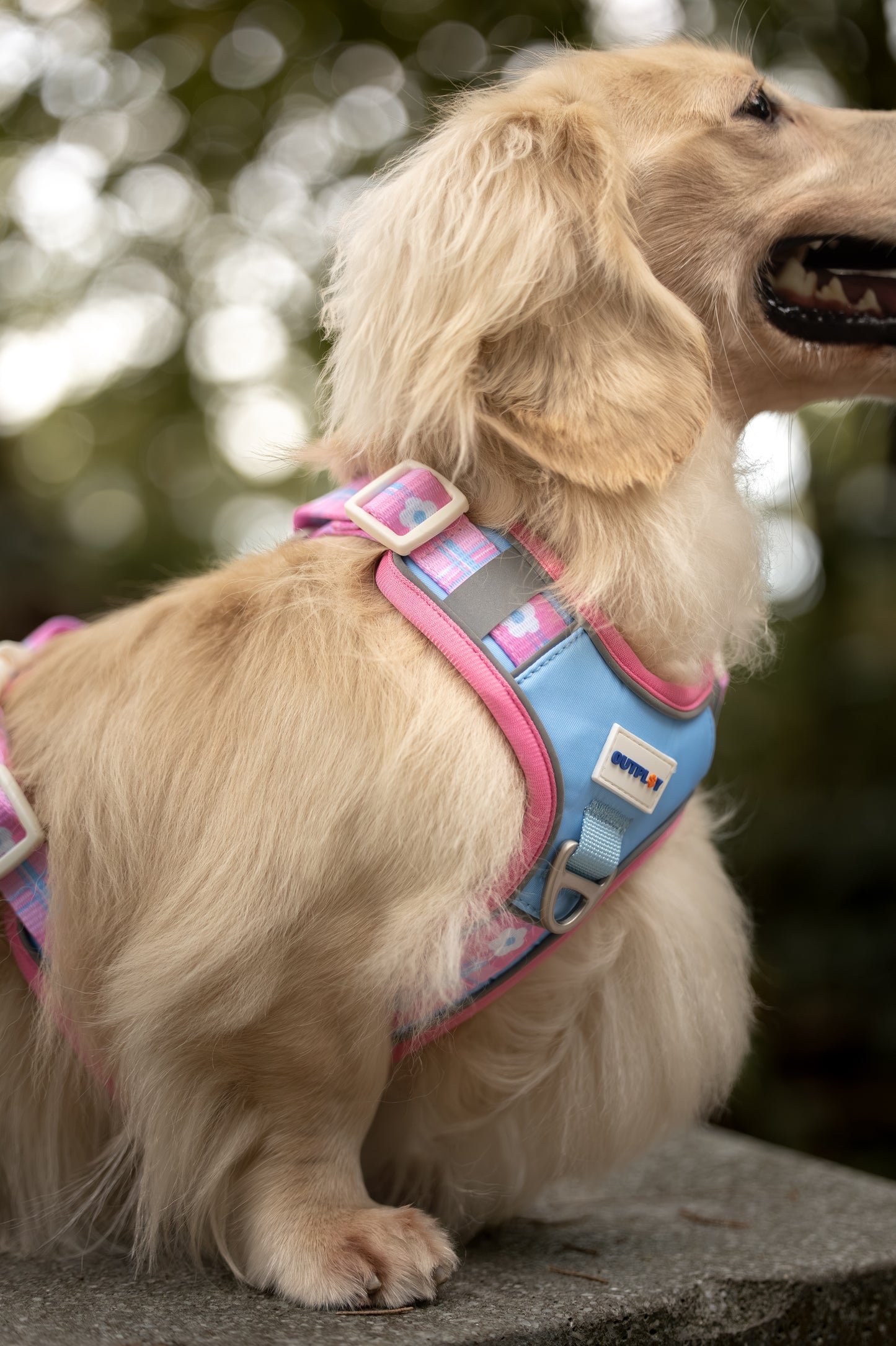 ALIGN Harness