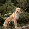 ALIGN Harness