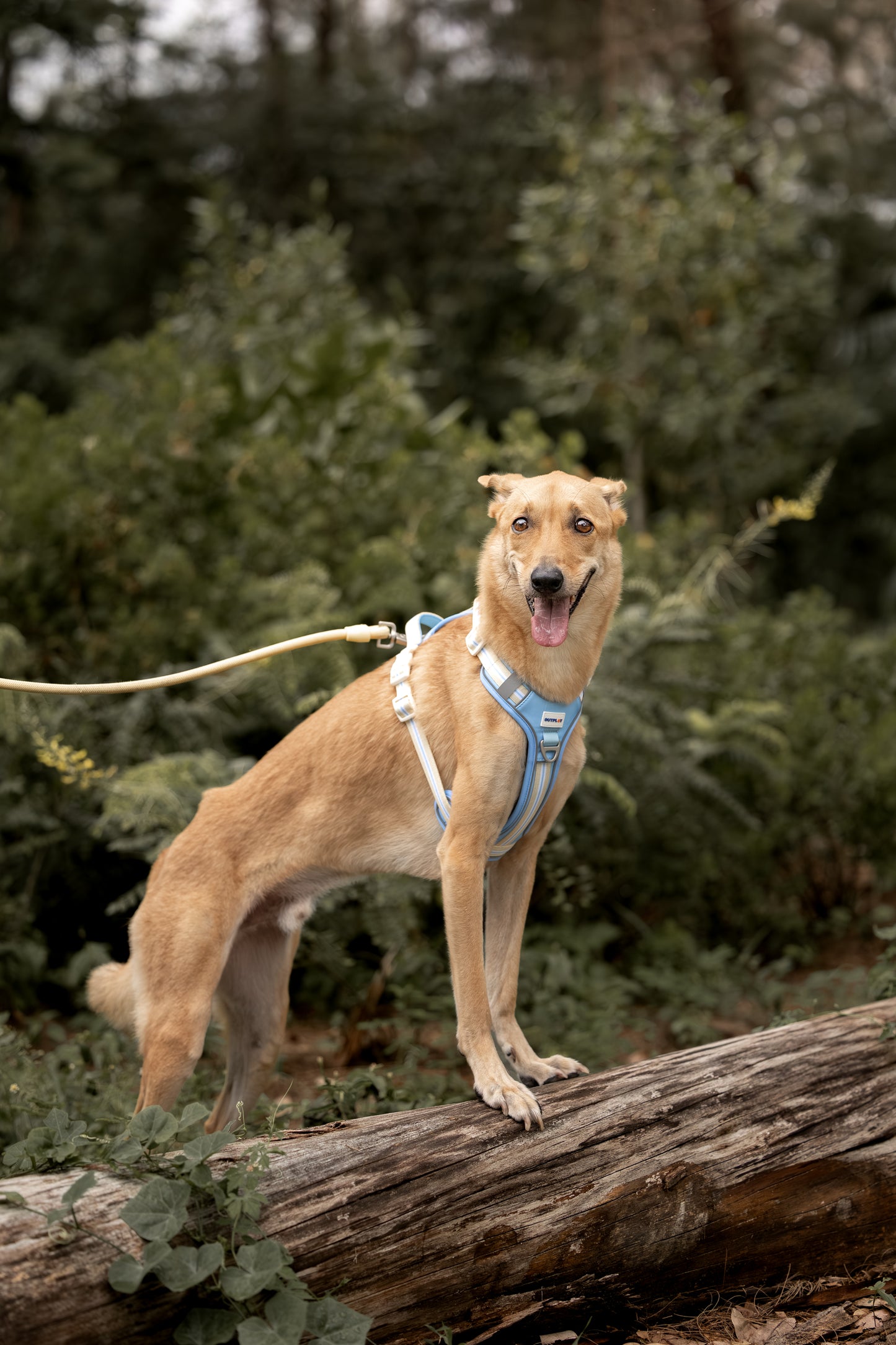 ALIGN Harness