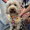 Customised Bead Pet Necklace