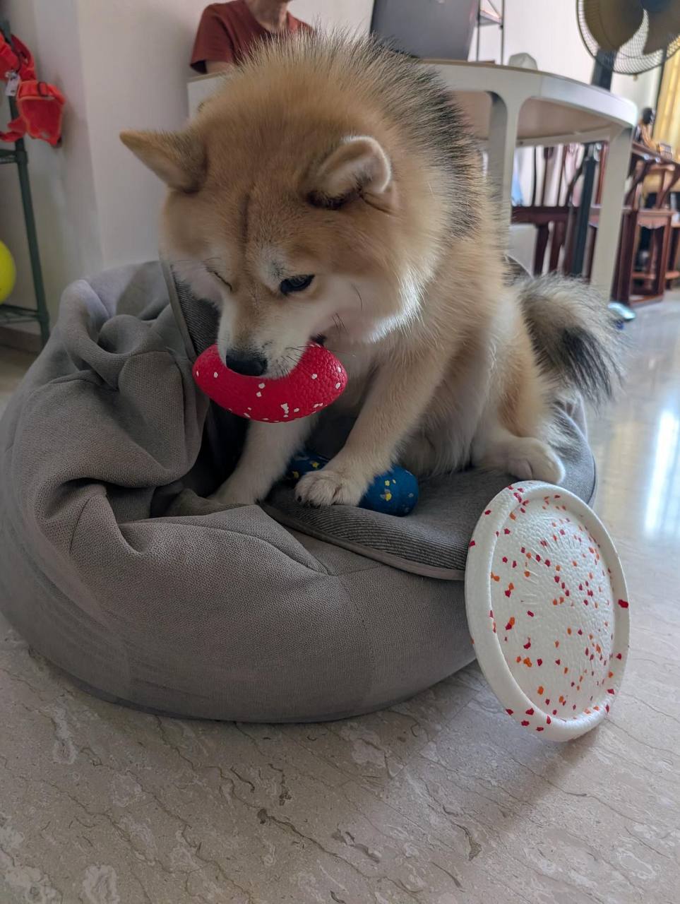 UltraFlex Rugby Dog Toy (2 Sizes)