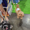 Multi-way Convertible Leash Extension
