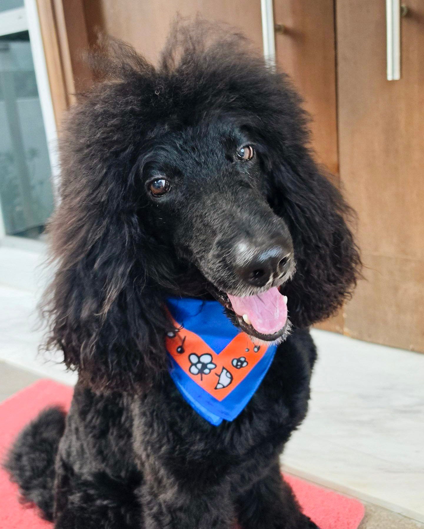 Satin Dog Bandana Scarf - OUTPLAY X OKENAK