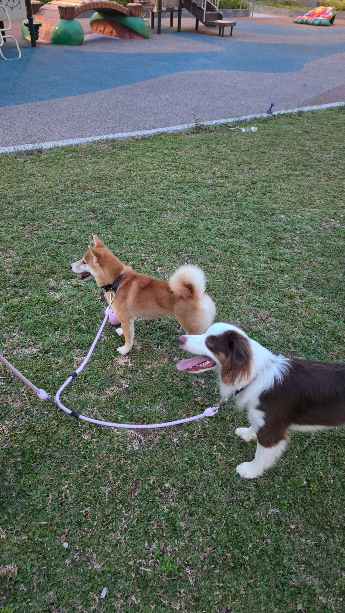 Multi-way Convertible Leash Extension