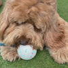 UltraFlex Ball Dog Toy (3 Sizes)