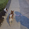 Multi-way Convertible Leash Extension