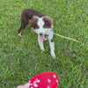 UltraFlex Rugby Dog Toy (2 Sizes)