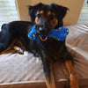 UltraFlex Bone Chew Dog Toy (2 Sizes)
